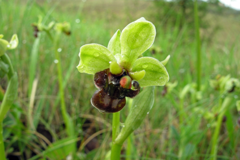 Orchidee del Chianti